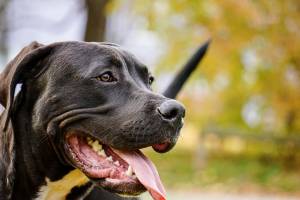 Fratellini aggrediti da un pitbull sfuggito al padrone