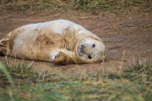 Trova una foca nel suo giardino: ecco da dove arriva