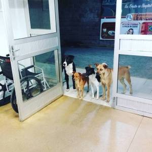 Il senzatetto è ricoverato e i suoi cani lo aspettano ​per ore fuori dall'ospedale