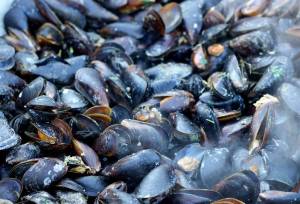 Napoli, sequestrati 250 chili di molluschi adulterati