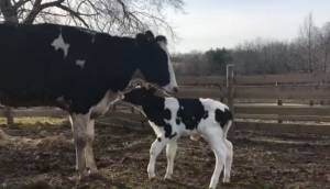 Il contadino ha una mucca? Ora si deve assicurare