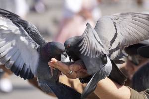 Condannata perché dava da mangiare ai piccioni