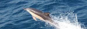 Lecce, allarme per carne di delfino spacciata per tonno
