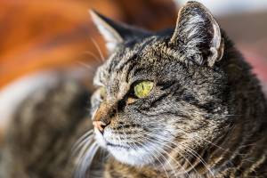Gettano catrame bollente su un gatto: animale in fin di vita