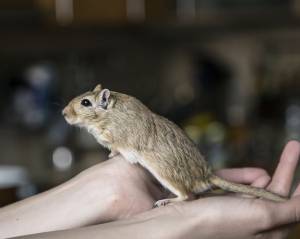 Donna fermata in aeroporto con 24 gerbilli appesi alla gamba