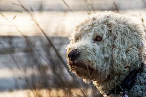 Ragazza allergica sopravvive grazie al cane