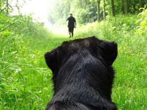 Cane insegue il proprietario dopo essere stato abbandonato