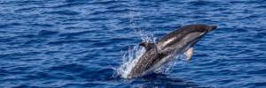 Balene e delfini liberi. Il Canada dice basta anche all'allevamento