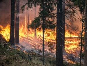 Cina, provavano a domare l'incendio nella foresta: morti 30 vigili del fuoco