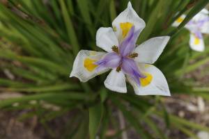 I rimedi naturali per contrastare la stanchezza primaverile