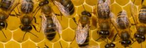Le strategie bestiali contro le api