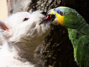 Lascia in auto per ore sei cani e un pappagallo. Denunciata una donna