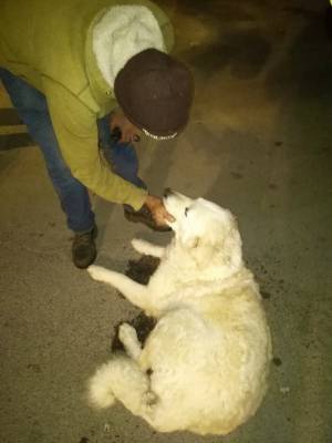 Castelvetrano, cane picchiato dal padrone. Lo salvano i vicini