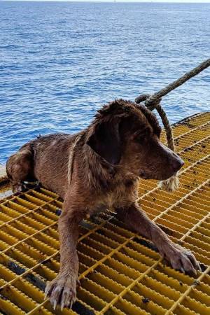 Il cane che nuotava a 220 chilometri dalla costa