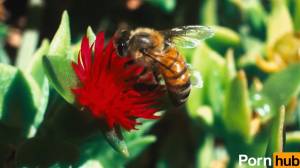 Beesexual, su Pornhub nasce il canale dedicato al sesso delle api