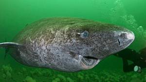 Nuotare per 400 anni: lo squalo di Groenlandia è l'"highlander" dei mari
