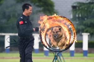 Così la Cina ha clonato il primo cane poliziotto: ecco Kunxun