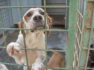 Avellino, scoperto e sequestrato canile abusivo con 50 animali denutriti