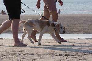 Napoli, coppia di ladri usa un cagnolino per distrarre le vittime e derubarle