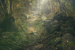 Curare l’ansia e lo stress con Il Bagno di Foresta