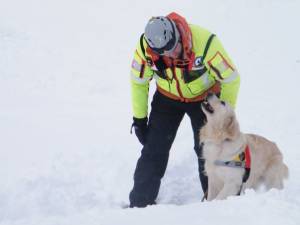 Morto Scott, il cane eroe che scavò tra le macerie di Amatrice