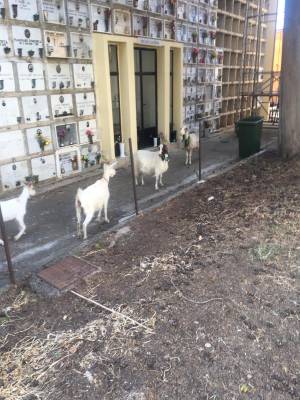 Collesano, gregge pascola all'interno del cimitero: "Un paese mortificato"