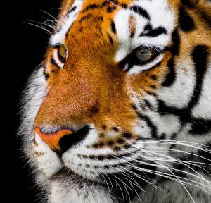 Coronavirus, tigre positiva al Covid. Chiude zoo di New York