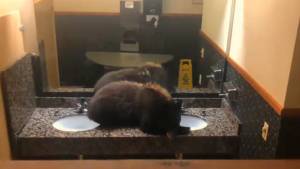 Vacanza con sorpresa: un orso in bagno in un albergo nel Montana