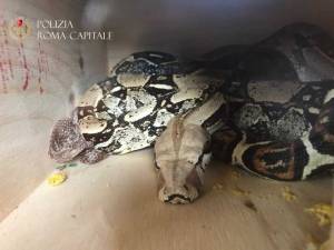 Serpente di due metri trovato in un palazzo