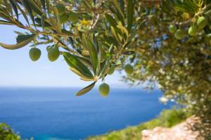 In Sicilia è allarme olio: rischiamo l'invasione di quello tunisino