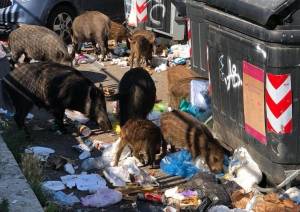 Dopo quello per il Covid arriva il coprifuoco per i cinghiali