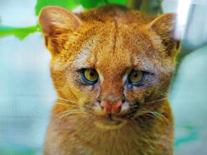 Alleva un gattino randagio ma poi scopre che è un puma