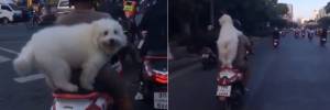Il cane fa il passeggero su motocicletta in corsa