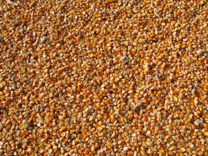 L'impianto di mais è rumoroso: i vicini ottengono un risarcimento record