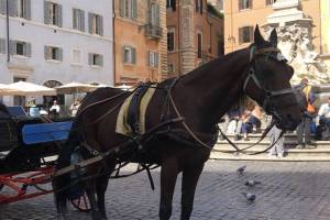 Bimbi a scuola in calesse, furia degli animalisti: "Così i cavalli soffrono"