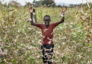 L'Africa è invasa dalle locuste: la piaga biblica devasta le terre