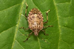 La strage silenziosa della cimice asiatica, agricoltura in ginocchio 