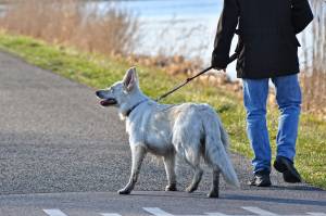 La fake news sul boom dei cani abbandonati ​a causa del coronavirus