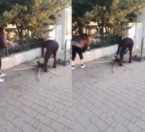 Migrante arrostisce gatto in strada