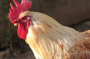 "Ci sveglia alle 4 di mattina". E spunta una petizione contro il gallo Garibaldi