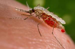 Africa, scoperto parassita mutante della malaria in grado di resistere ai farmaci