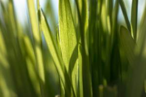Wheatgrass, tutti i benefici del superfood verde