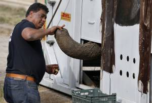 L'elefante Kaavan salvato dalla solitudine. Grazie a Cher torna a casa in Cambogia