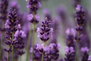 Proprietà e benefici della lavanda