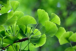 Ginkgo biloba, tutti gli effetti della pianta dell'eterna giovinezza