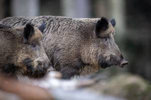 Allarme peste suina africana: paura in Piemonte e Liguria