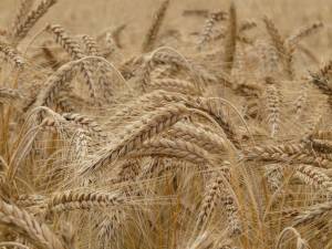 Scoppia la "guerra del grano": quanto ci costeranno pane e pasta