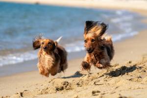 Vacanze con cani e gatti, come organizzarle