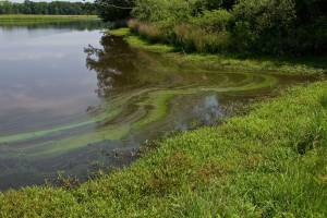 "Uccisi dall'alga tossica". Il giallo dopo il bagno nel fiume