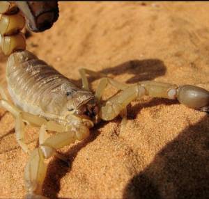Egitto,invasione di scorpioni letali. Un veleno che potrebbe allungare la vita